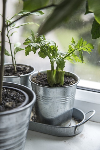 celery plant